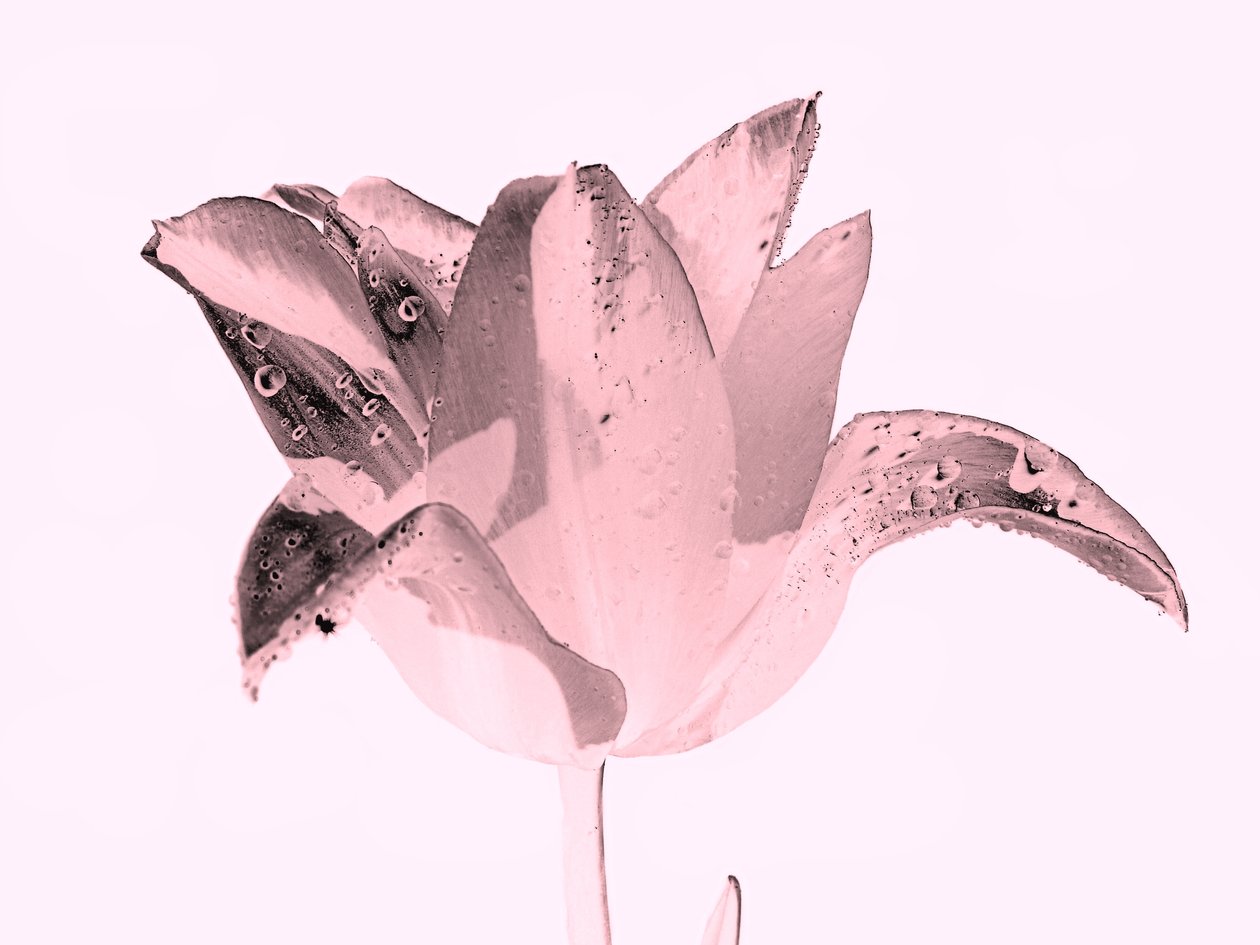 flor rosa de cristal de Alex Caminker