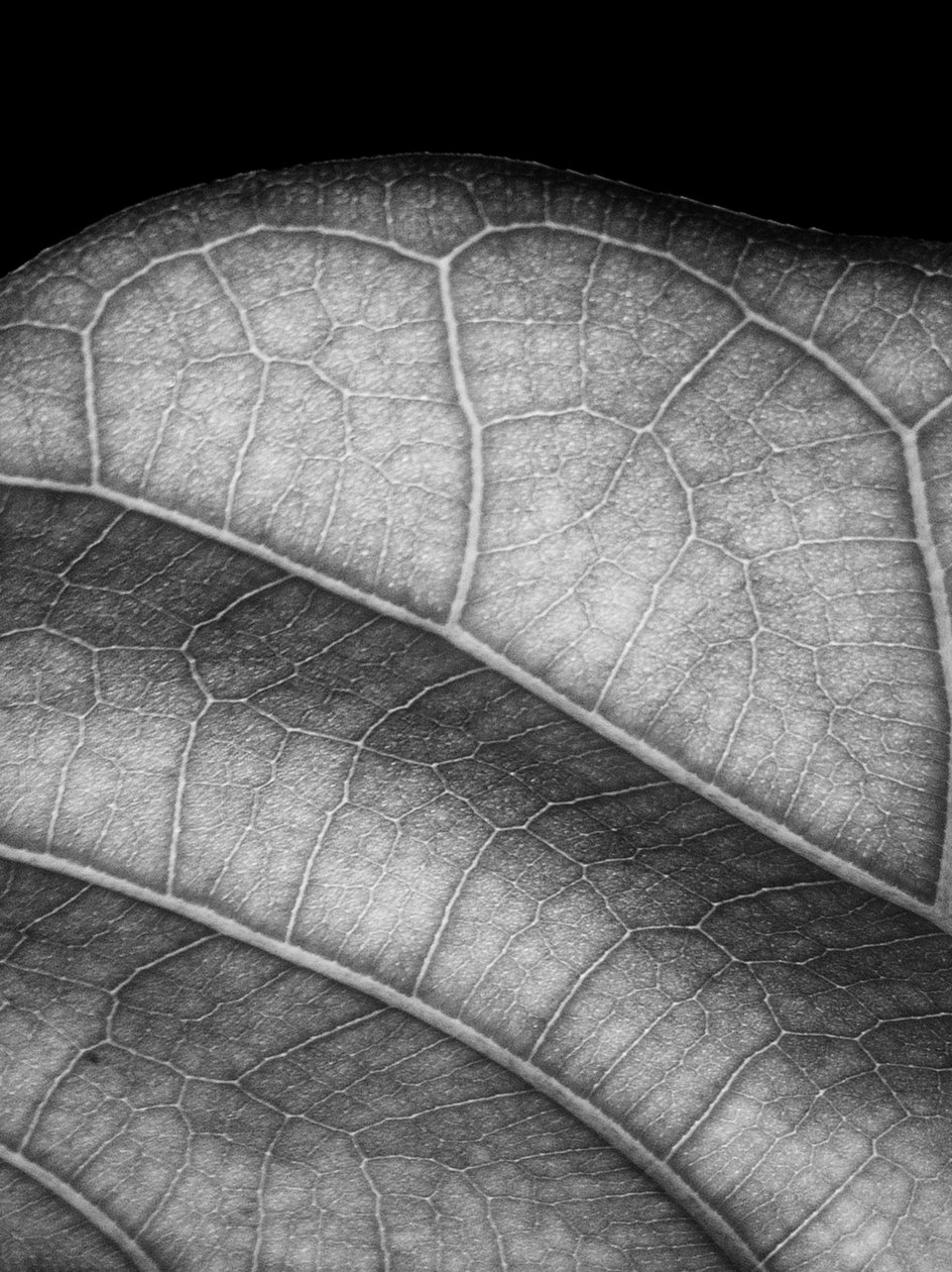 Hoja de Alex Caminker