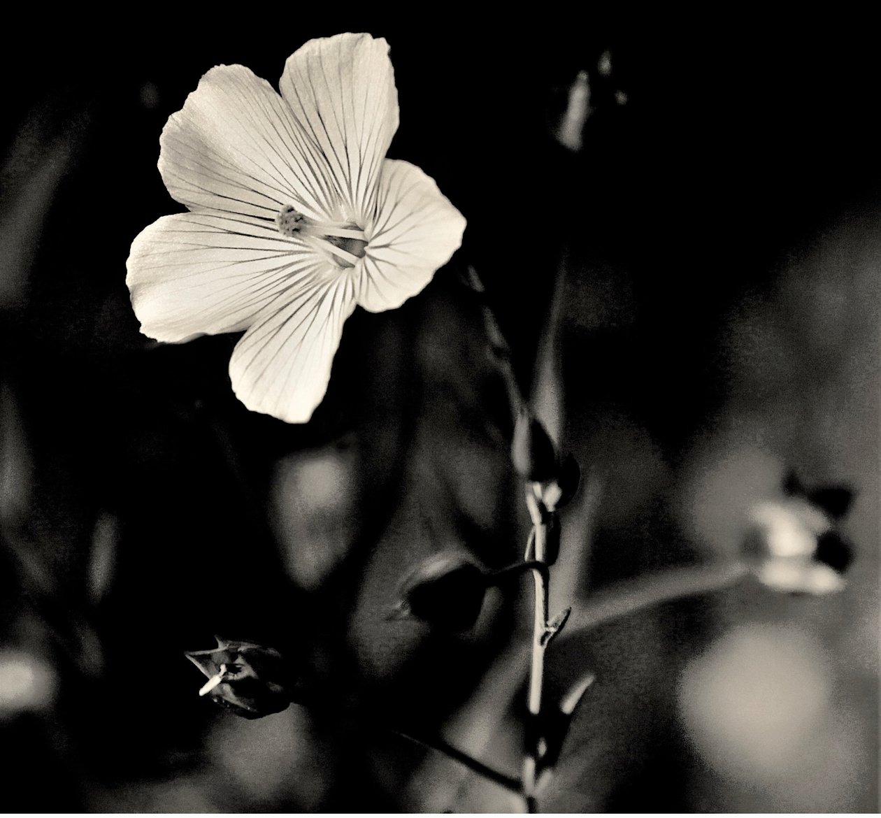 Estrella viviente de Alex Caminker