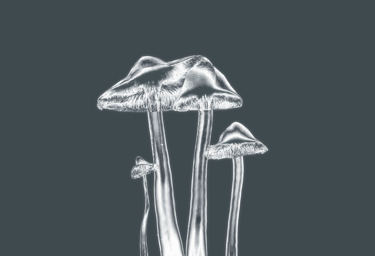 Hongos Plateados, 2019 de Alex Caminker
