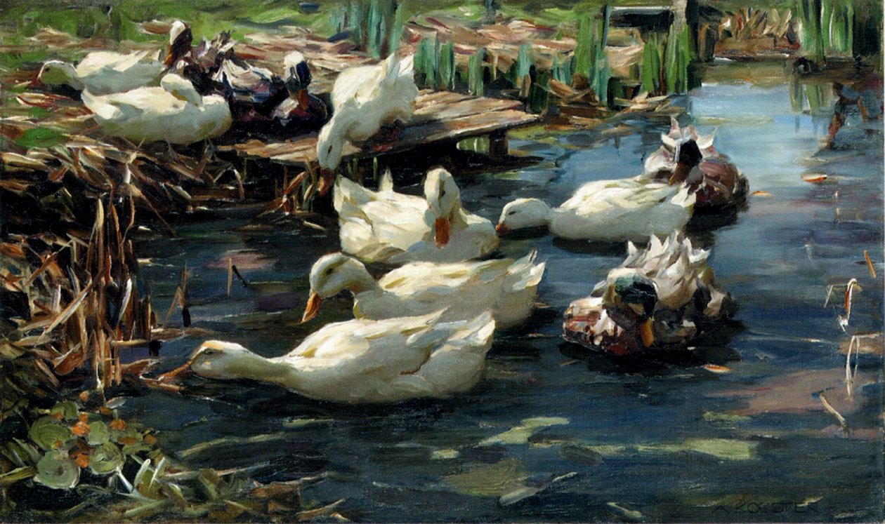 Patos en una piscina de Alexander Koester