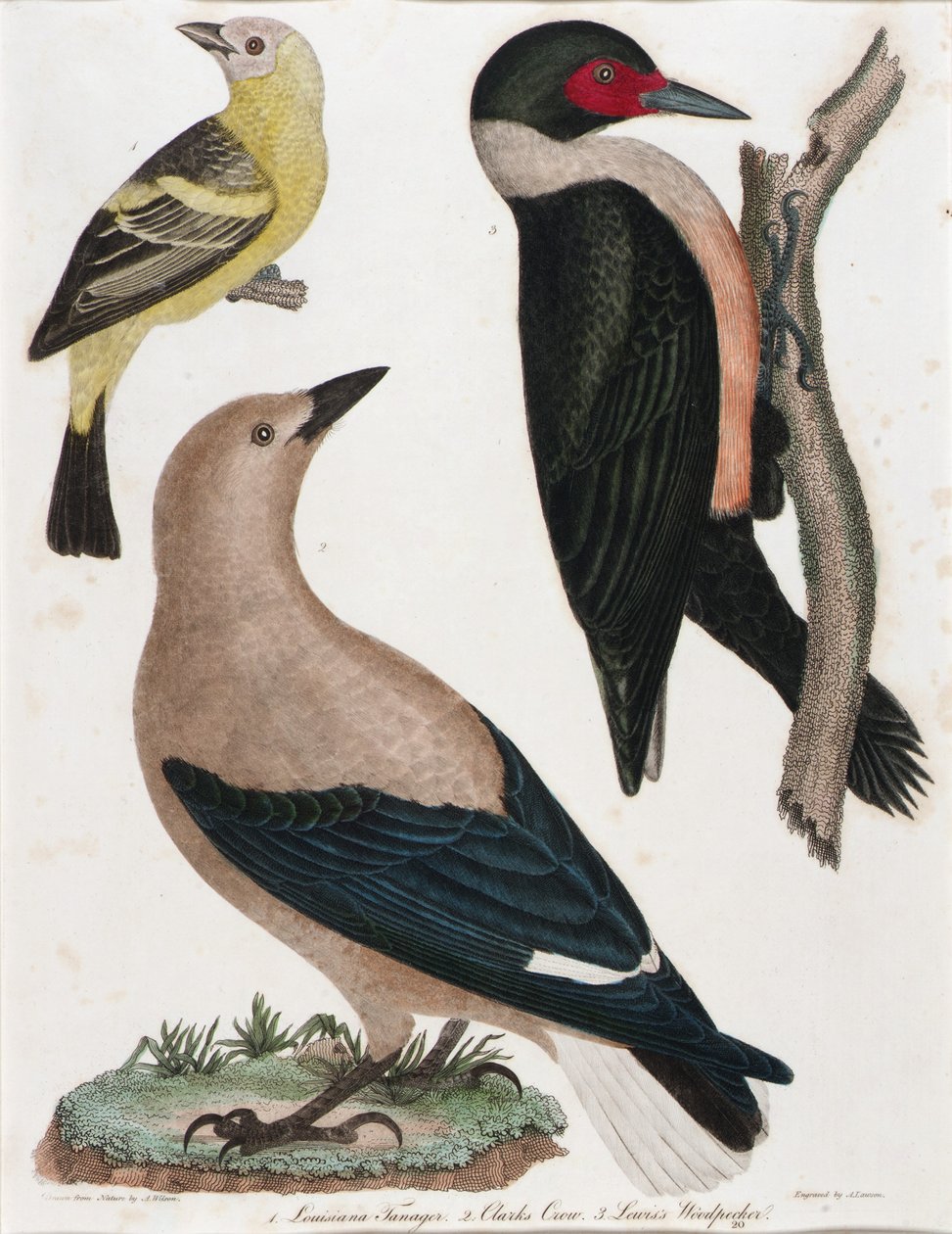 Tangara de Luisiana, Cuervo de Clark, Carpintero de Lewis de Alexander Lawson