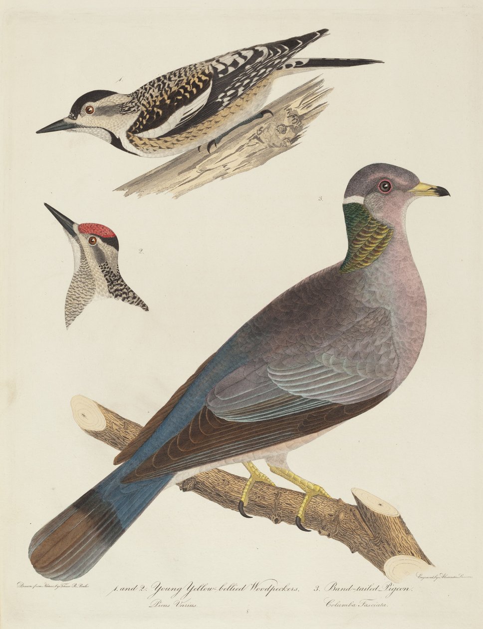 Jóvenes pájaros carpinteros de vientre amarillo y paloma de cola anillada de Alexander Lawson