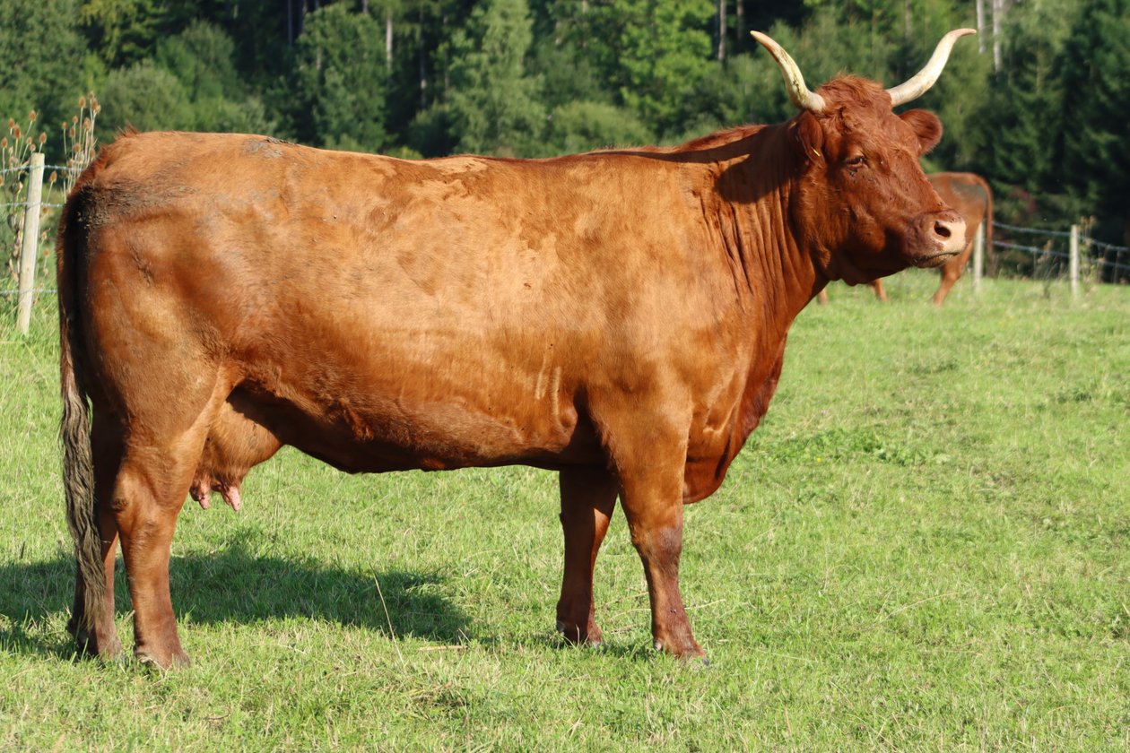 La vaca en el prado de Alexandra Joseph