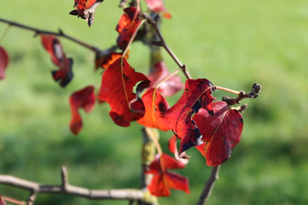 Colores de otoño de Alexandra Joseph