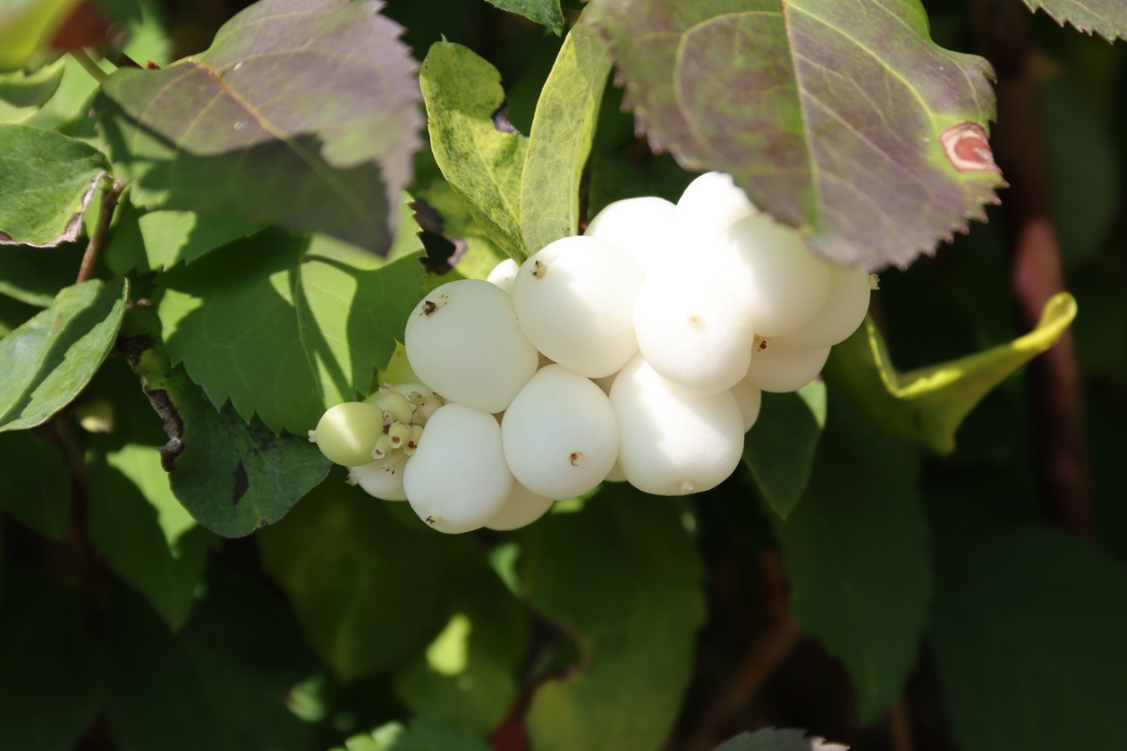 Snowberry de Alexandra Joseph