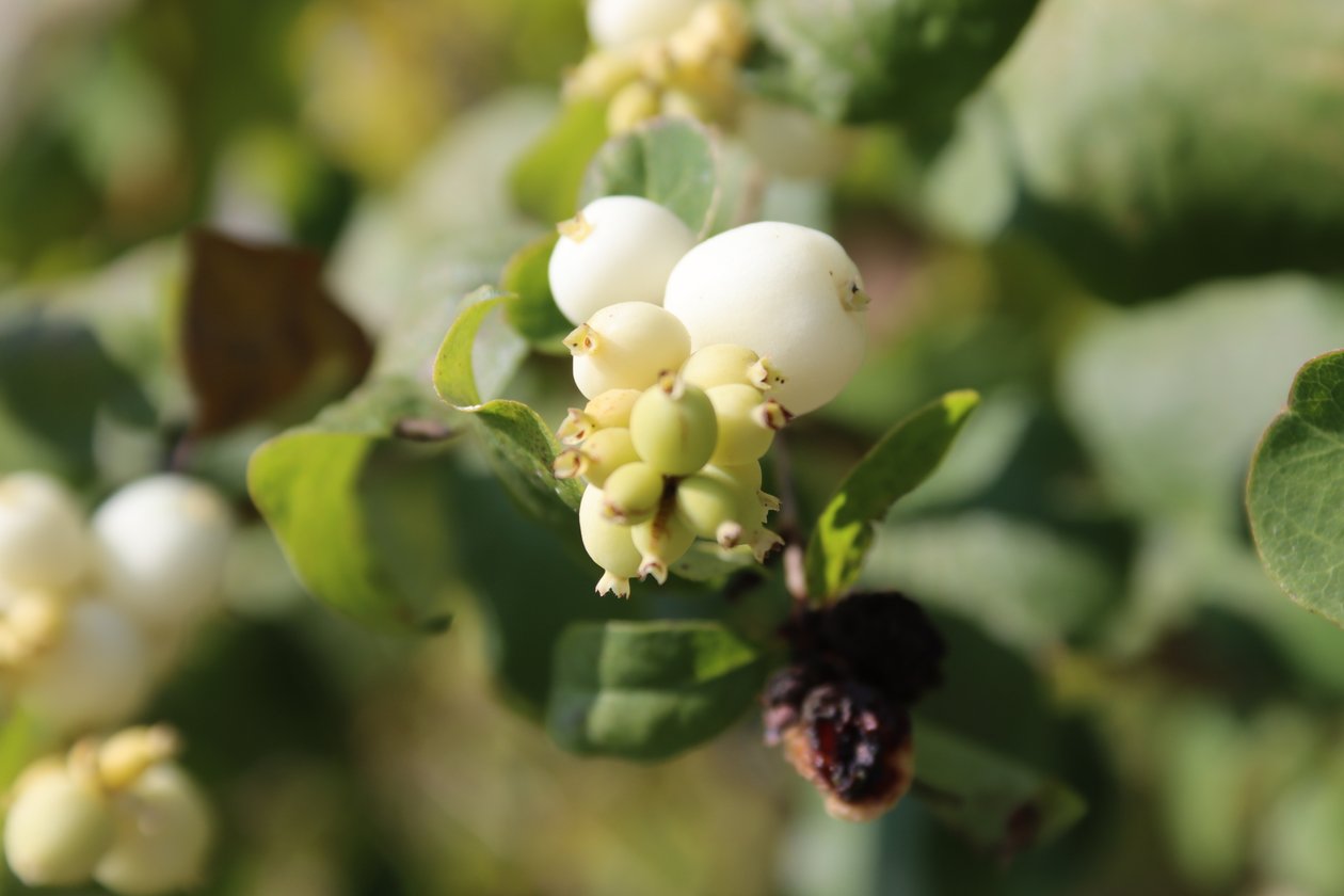 Snowberry 2 de Alexandra Joseph