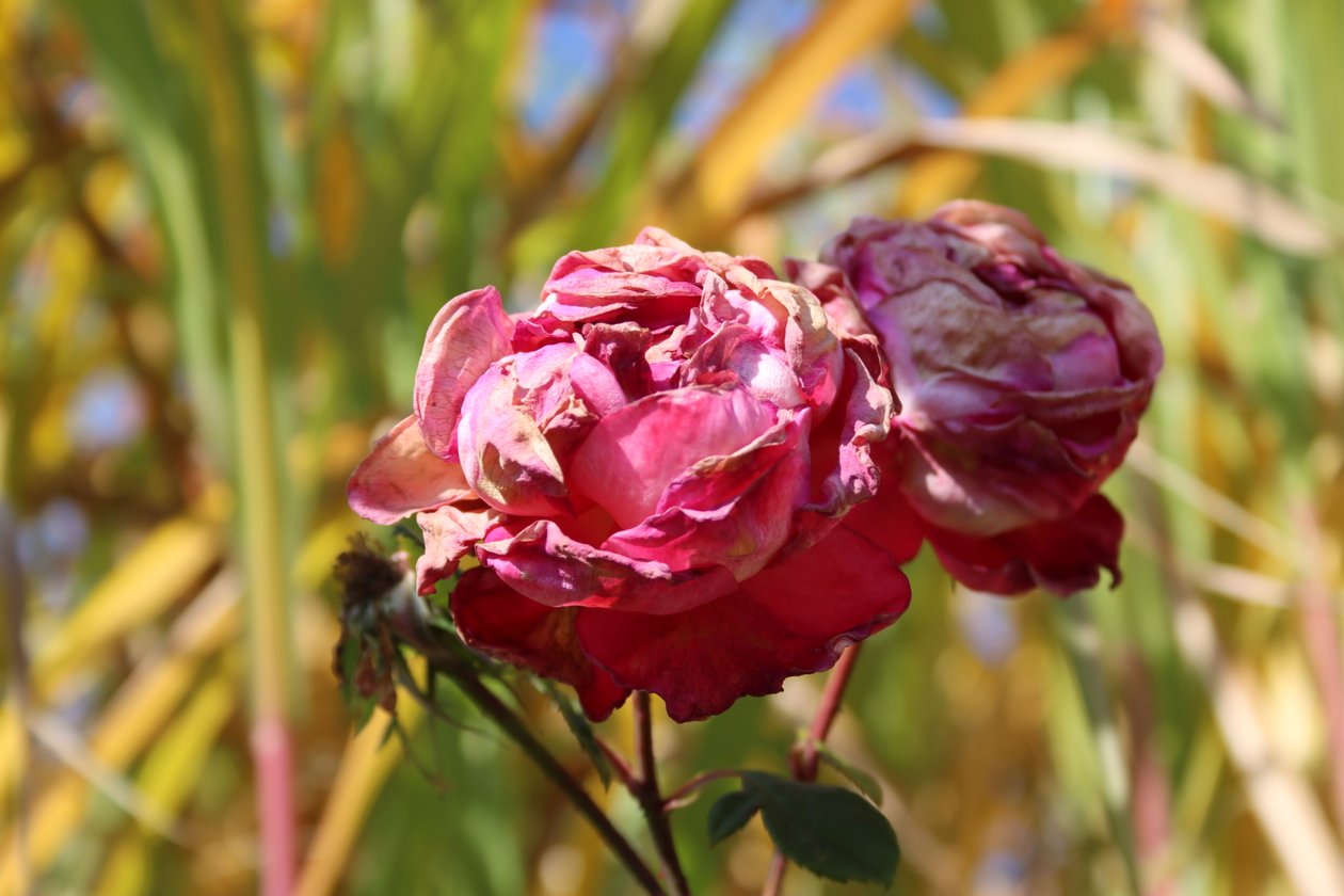 Rosas marchitas a finales de verano de Alexandra Joseph