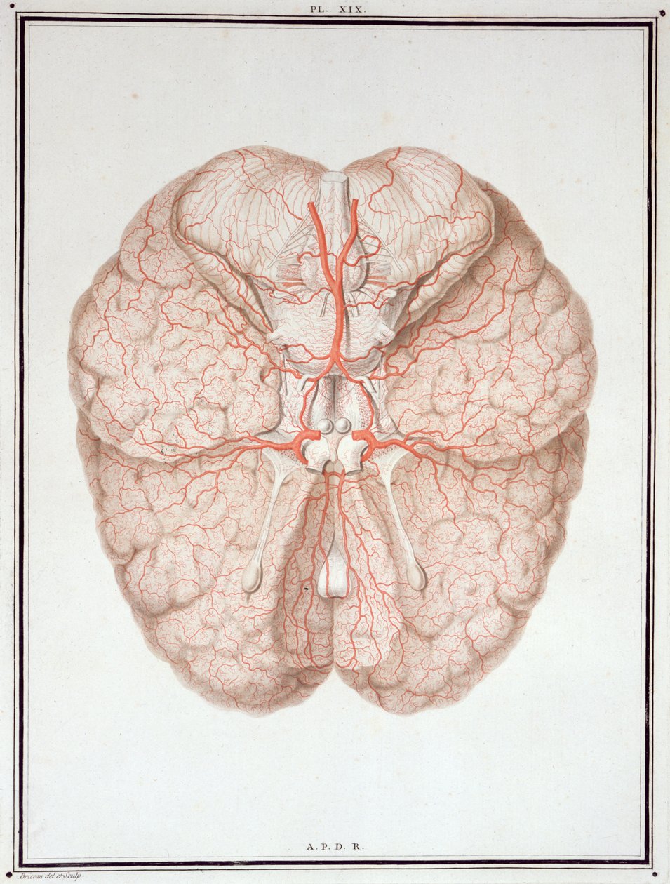 El cerebro, de 