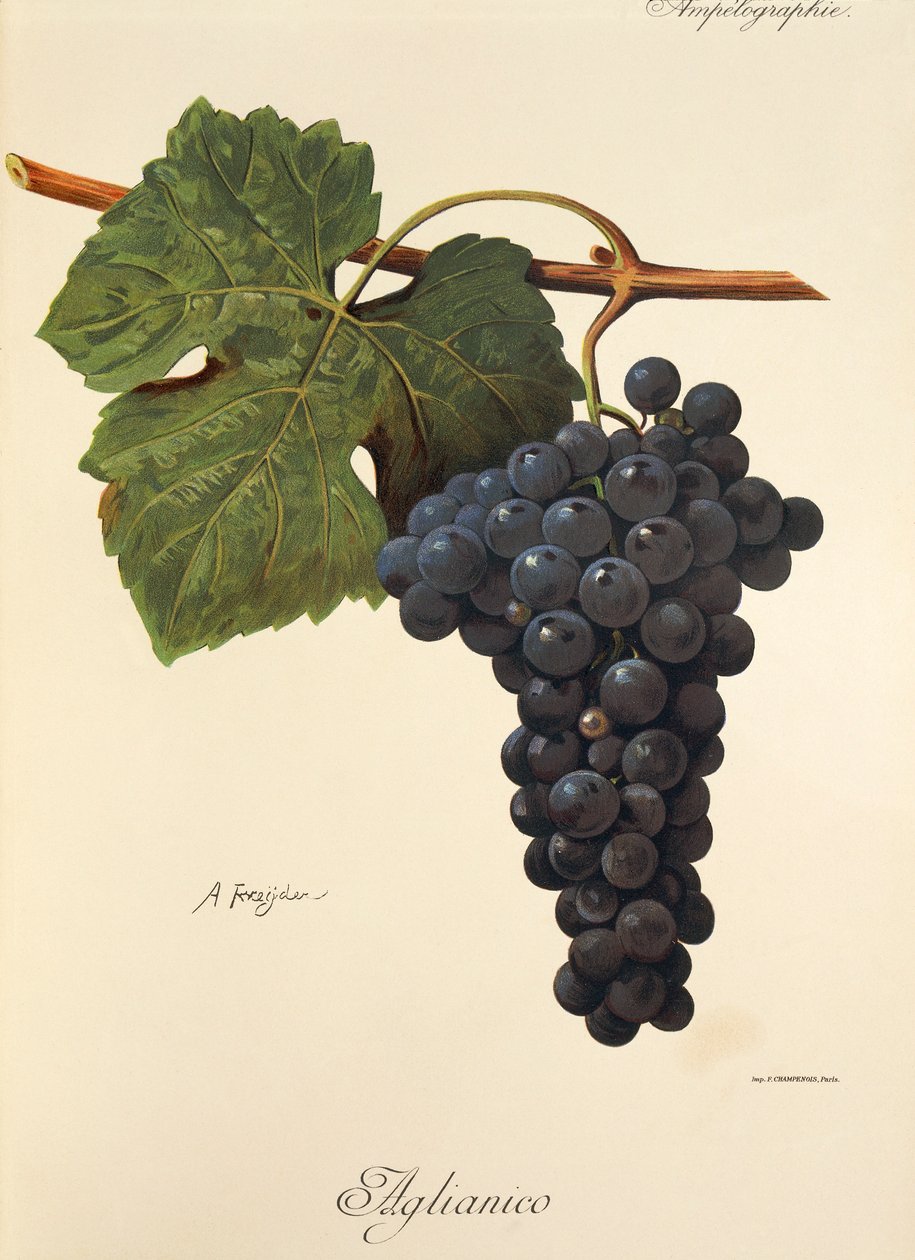 Uva Aglianico por A. Kreyder de Alexis Kreyder