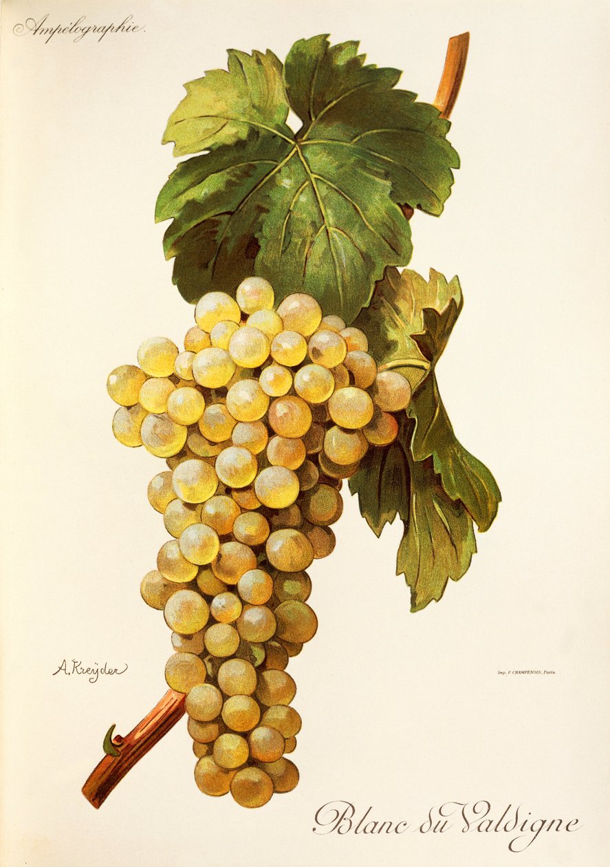 Uva Blanc du Valdigne por A. Kreyder de Alexis Kreyder