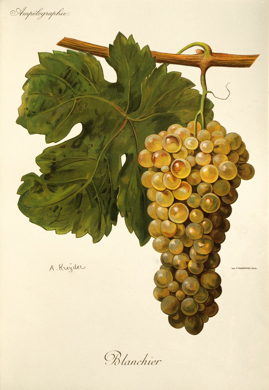 Uva Blanchier de A. Kreyder de Alexis Kreyder