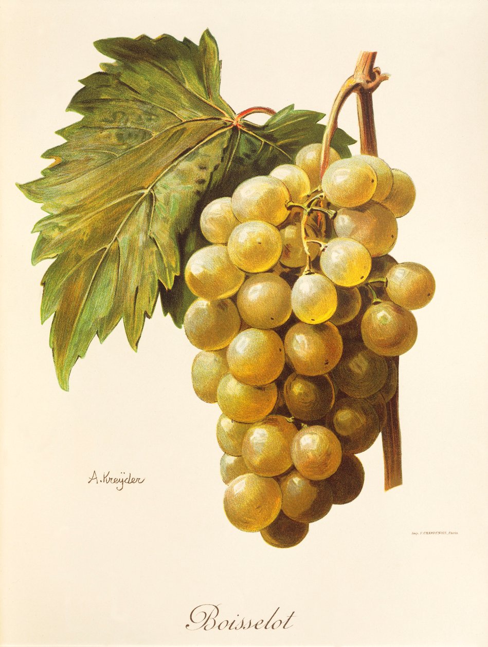 Uva Boisselot de A. Kreyder de Alexis Kreyder