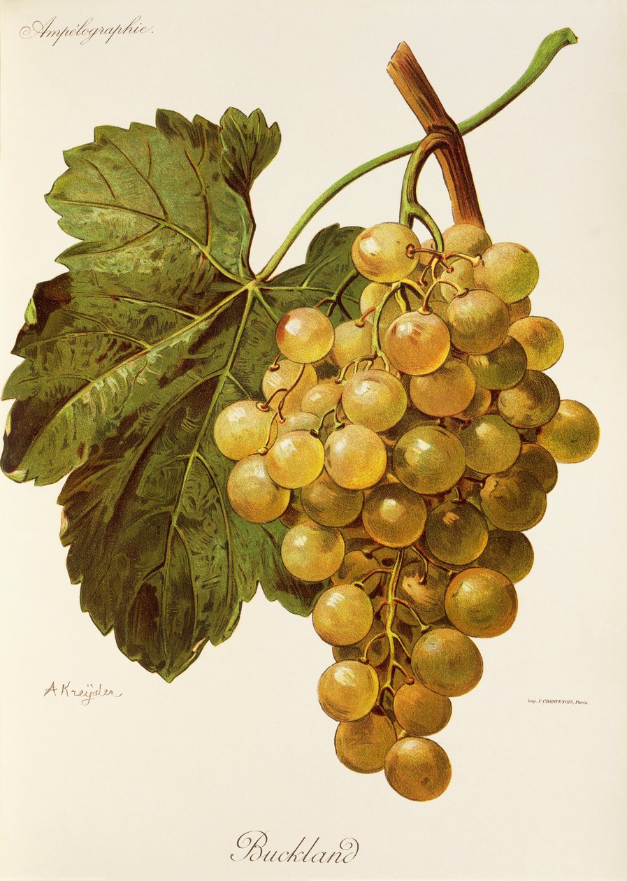 Uva Buckland por A. Kreyder de Alexis Kreyder