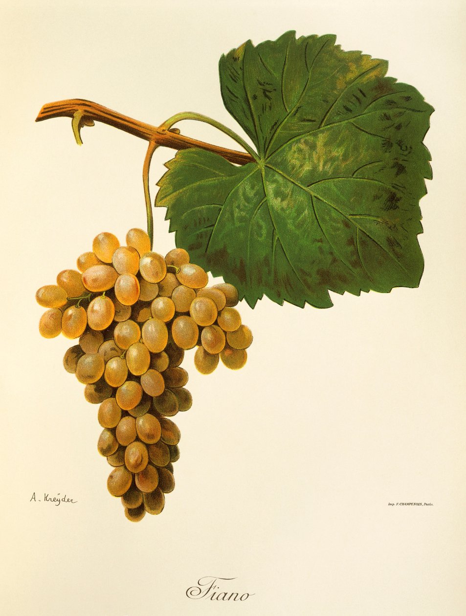 Uva Catarratto por A. Kreyder de Alexis Kreyder