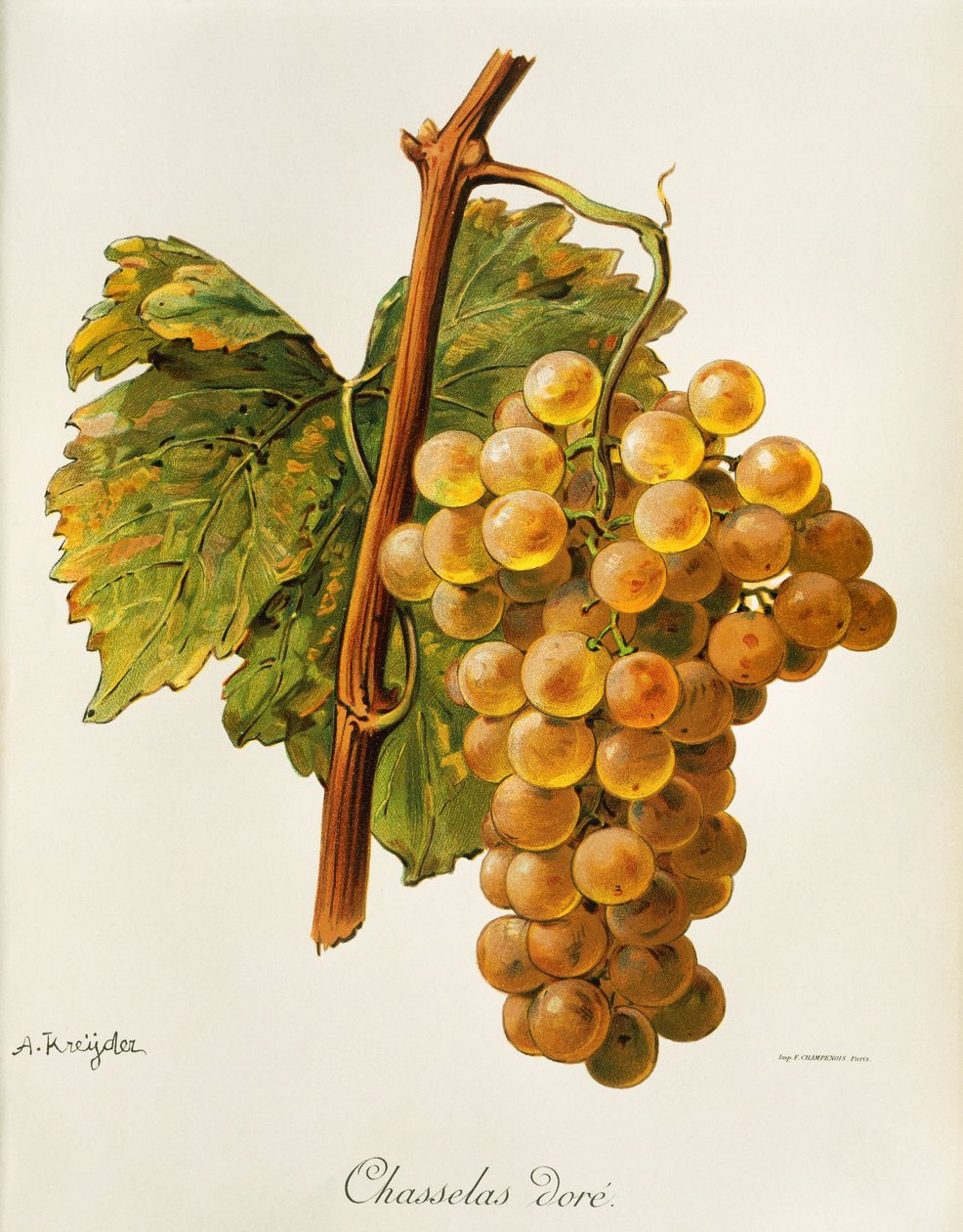 Uva "Chasselas dore" de A. Kreyder de Alexis Kreyder