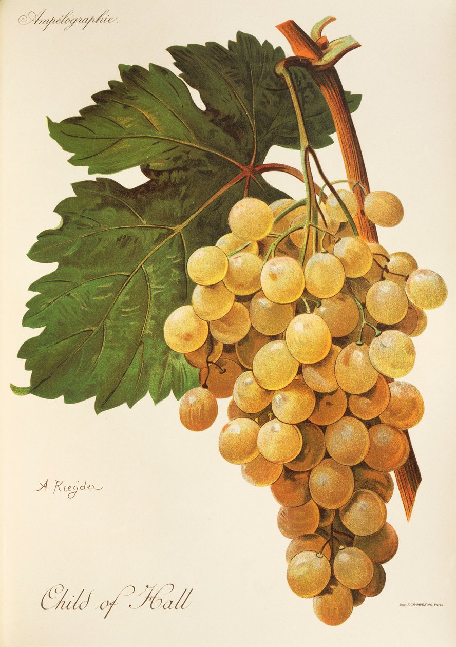 Niño de la uva de Hall por A Kreyder de Alexis Kreyder