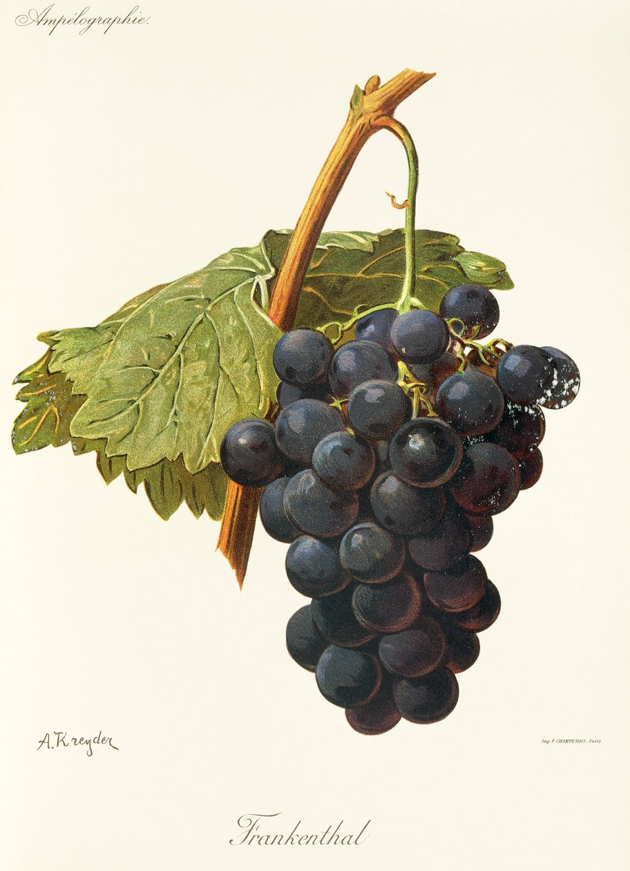 Uva Frankenthal por A. Kreyder de Alexis Kreyder