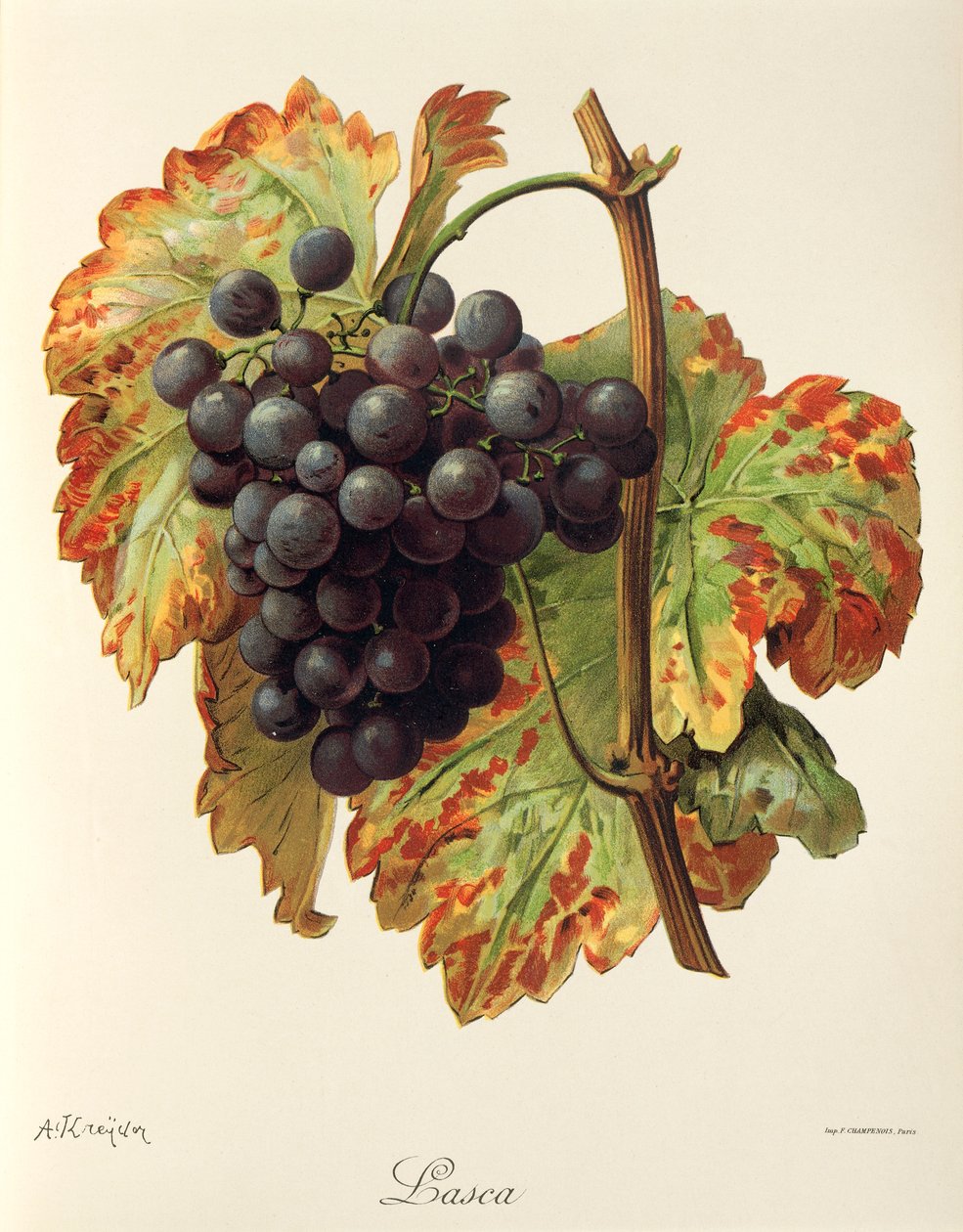 Uva Lasca por A. Kreyder de Alexis Kreyder