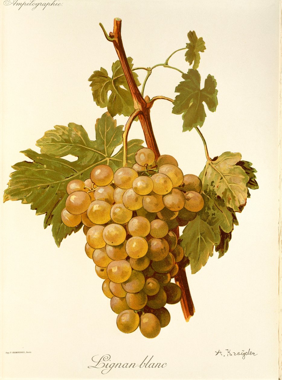 Uva Lignan Blanc de A. Kreyder de Alexis Kreyder