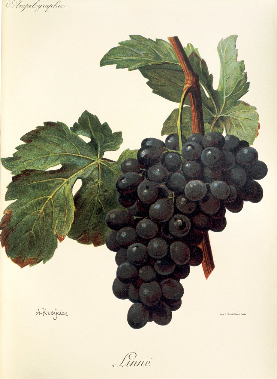 Uva de lino de A. Kreyder de Alexis Kreyder