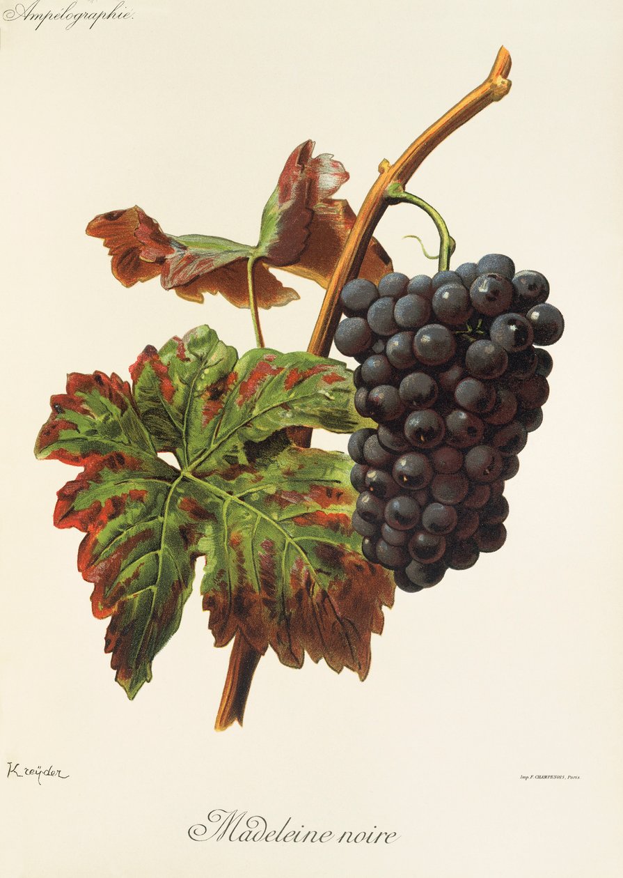 Uva Madeleine Noire de A. Kreyder de Alexis Kreyder