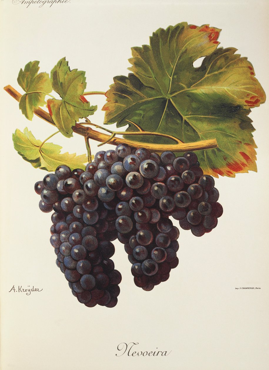 Uva Mevoeira de A. Kreyder de Alexis Kreyder