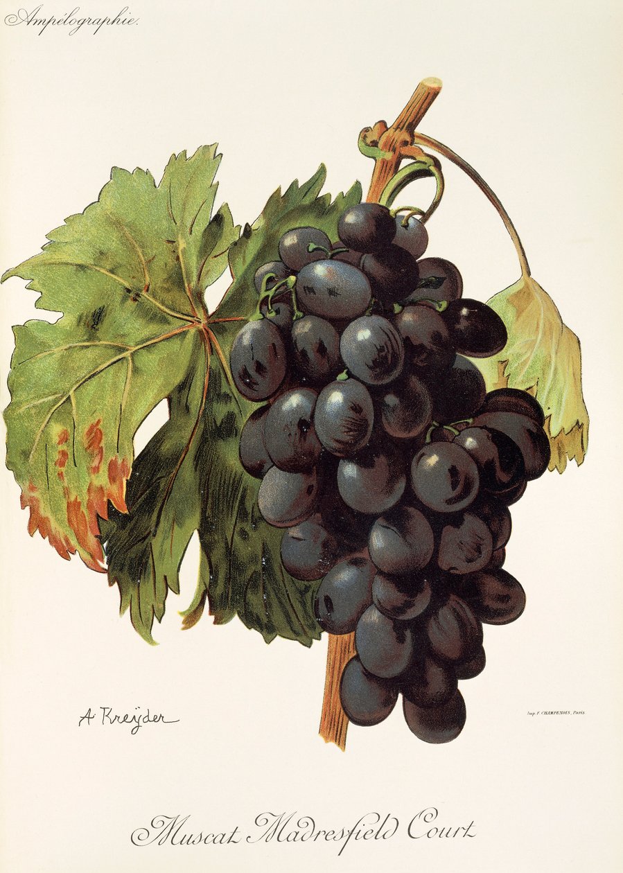 Uva Muscat Madrefield Court de A. Kreyder de Alexis Kreyder