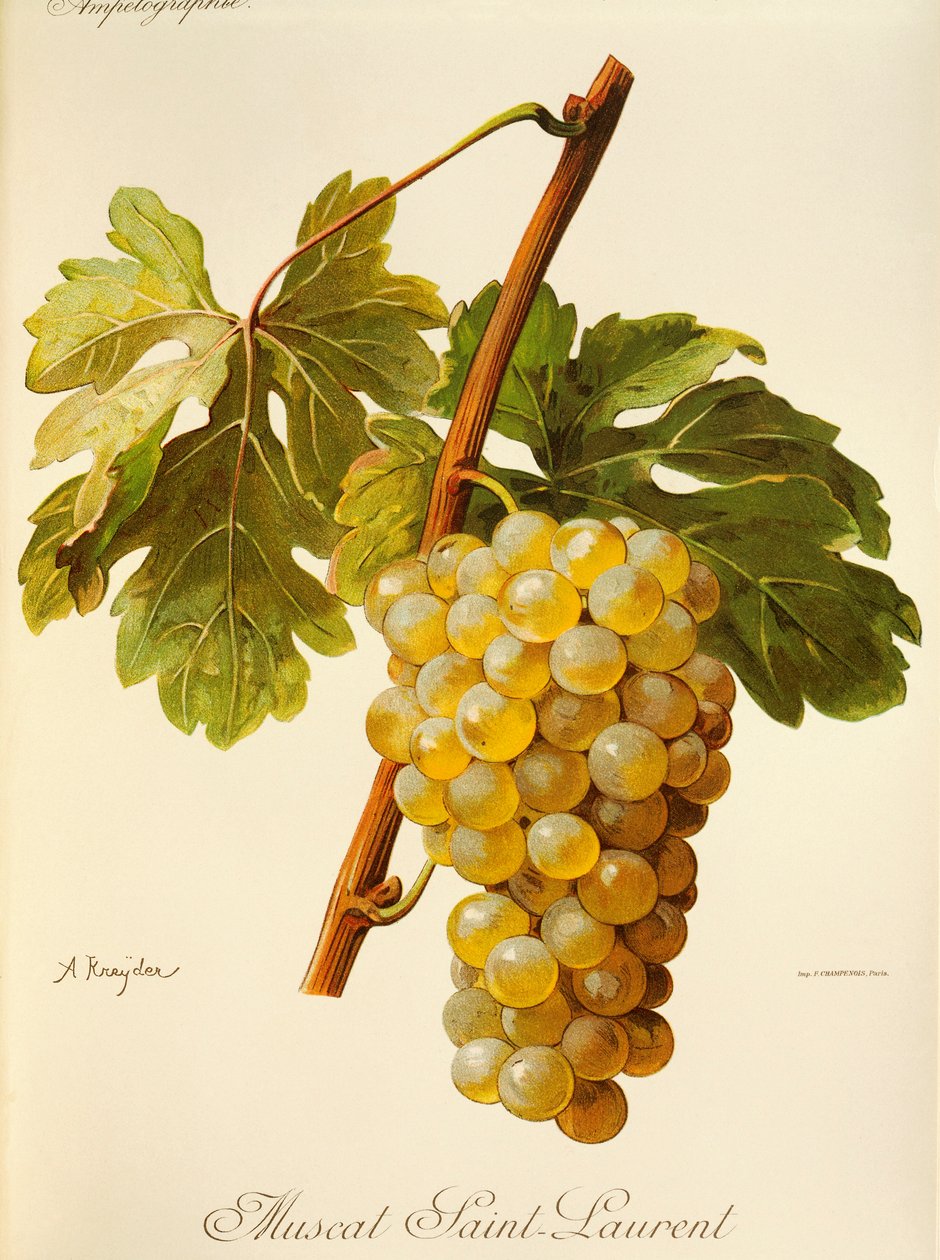 Uva Muscat Saint-Laurent por A. Kreyder de Alexis Kreyder