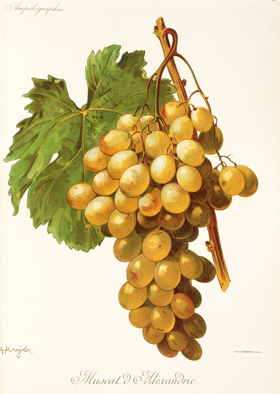 Uva Moscatel de Alejandría por A. Kreyder de Alexis Kreyder