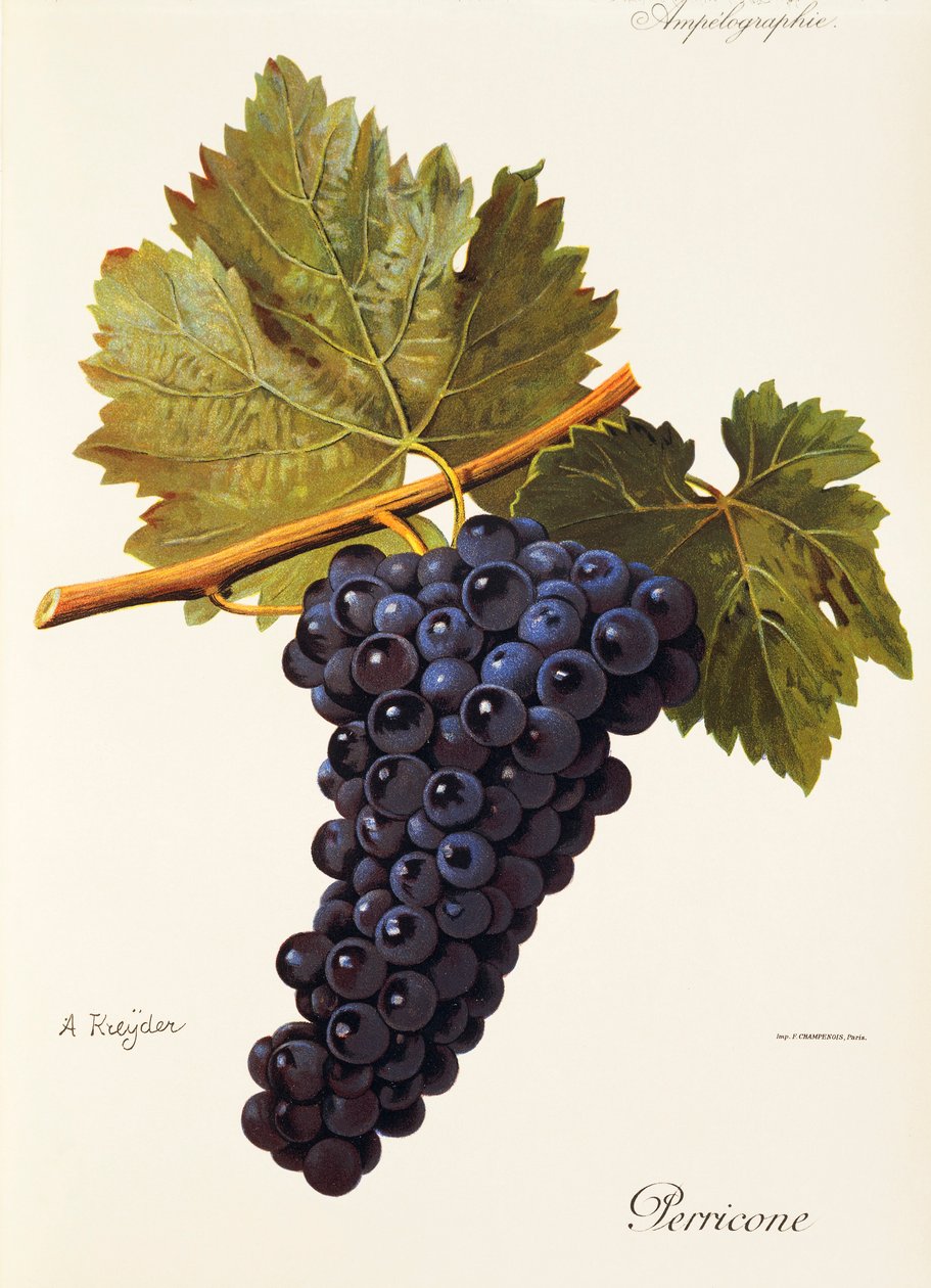 Uva Perricone de A. Kreyder de Alexis Kreyder