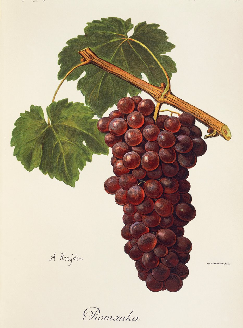 Uva Romanka por A. Kreyder de Alexis Kreyder