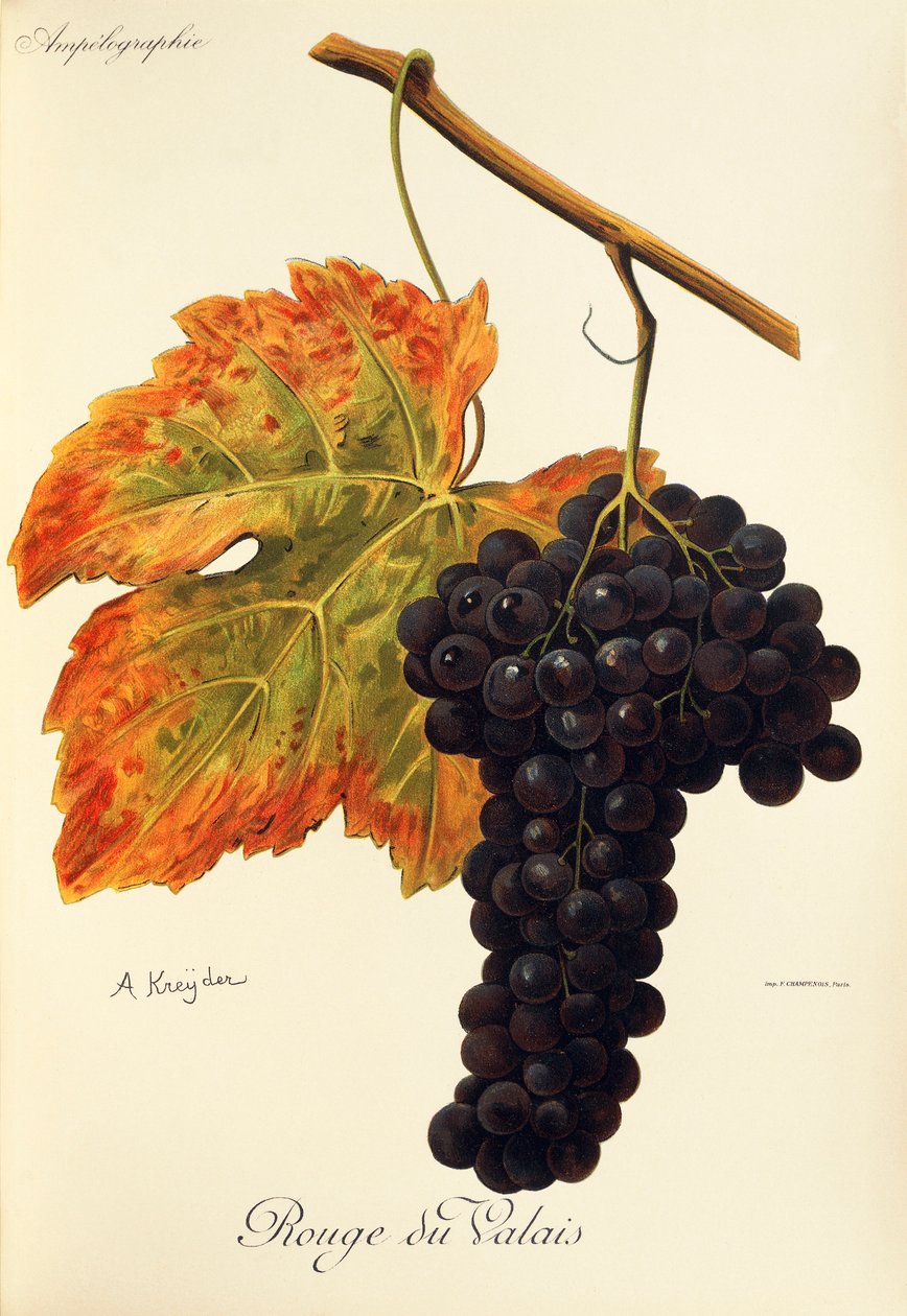 Uva roja de Valais por A. Kreyder de Alexis Kreyder