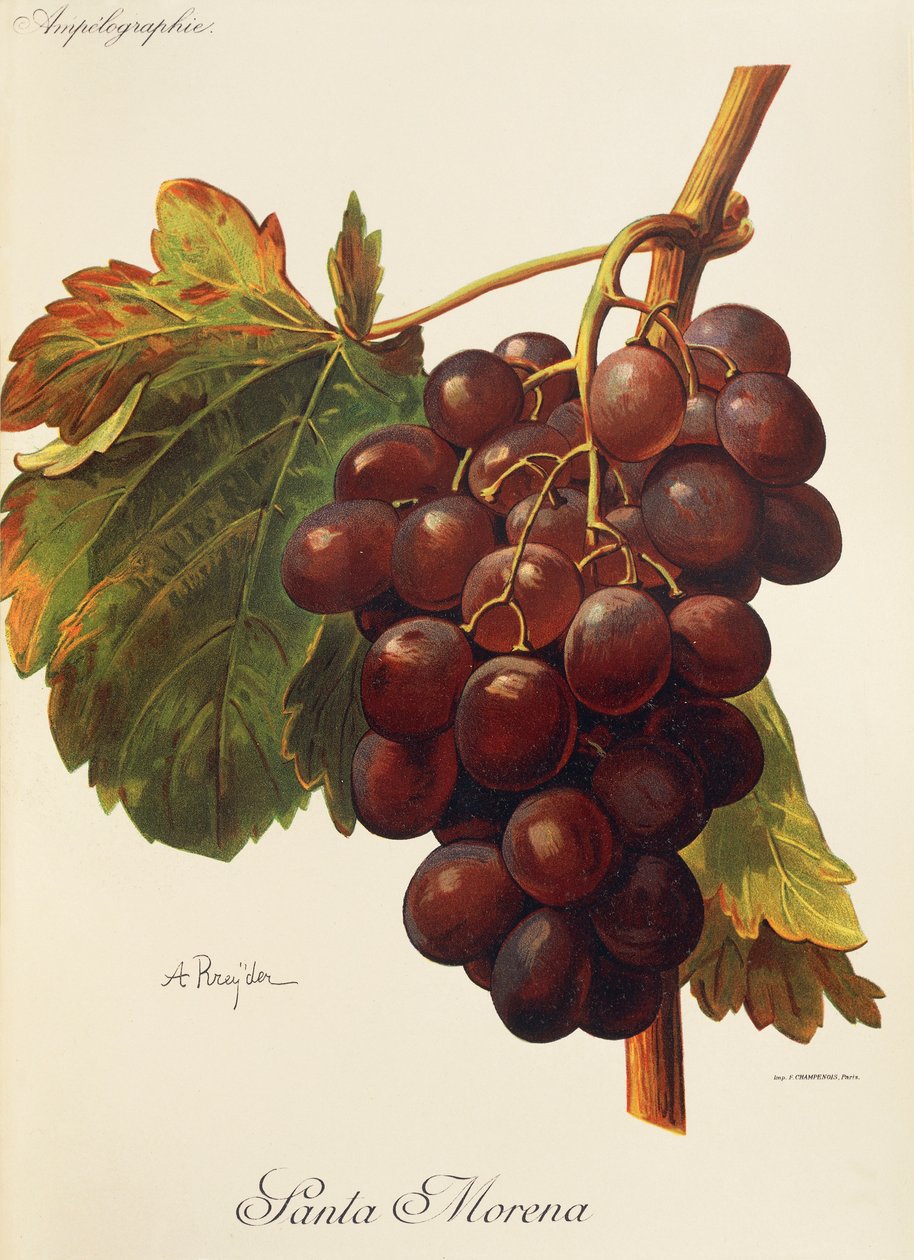 Uva Santa Morena por A. Kreyder de Alexis Kreyder