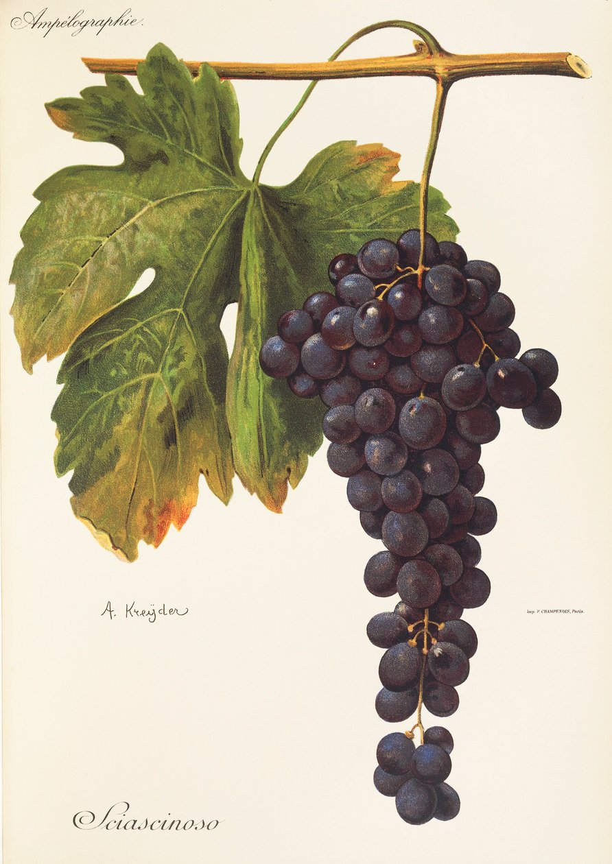 Uva Sciascinoso de A. Kreyder de Alexis Kreyder
