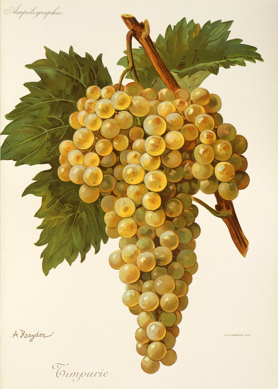Uva Timpurie por A. Kreyder de Alexis Kreyder