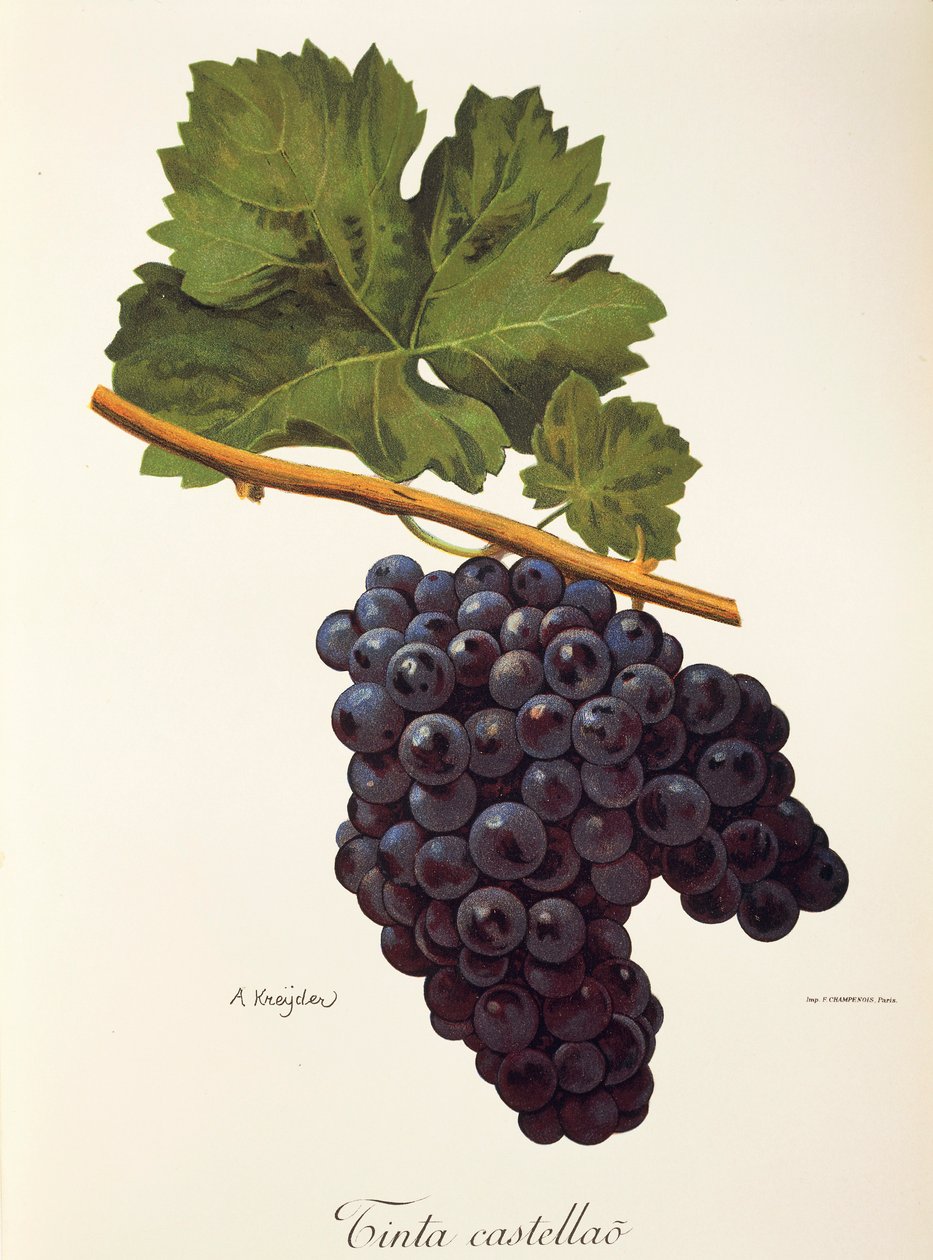 Uva Tinta Castellao de A. Kreyder de Alexis Kreyder
