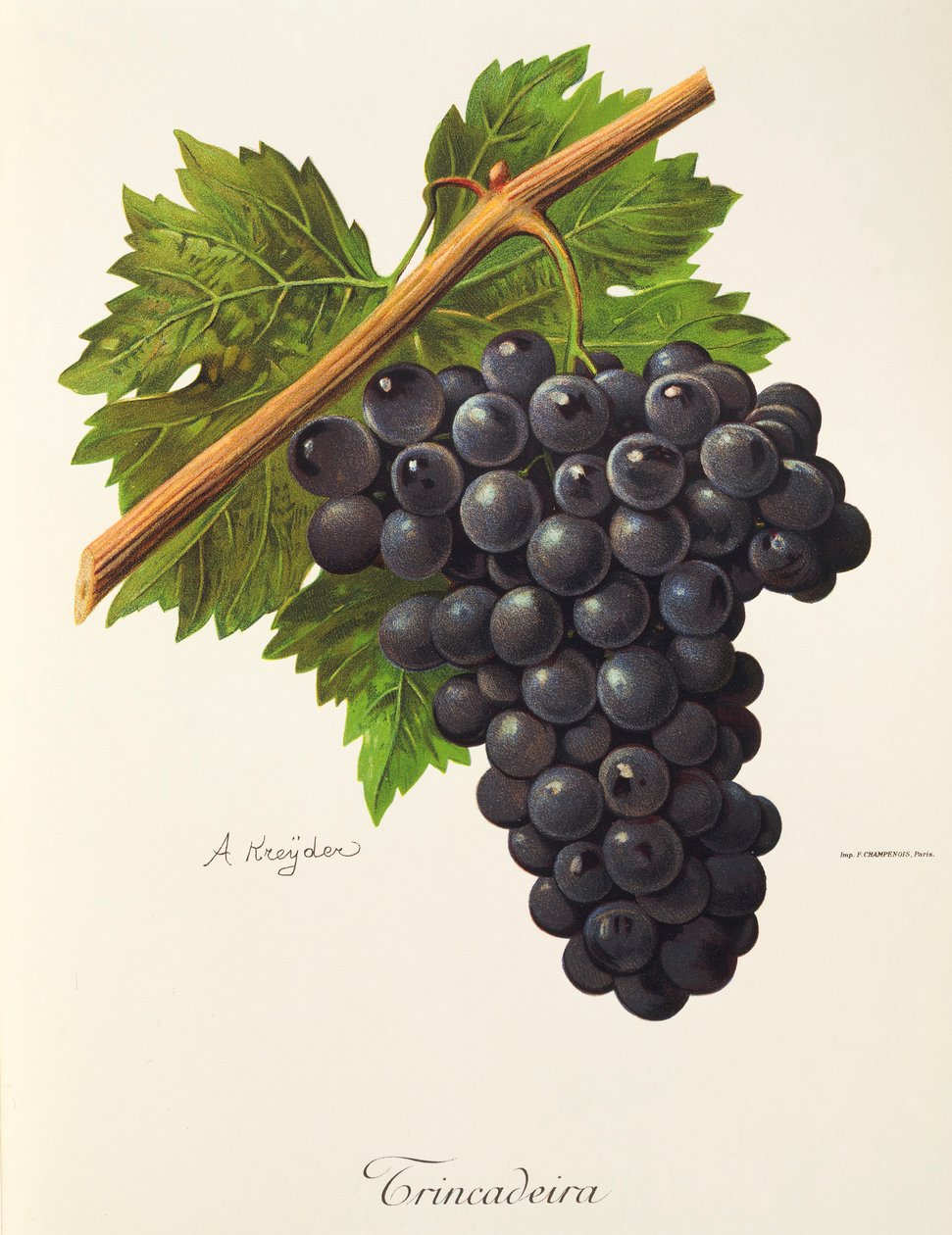 Uva Trincadeira por A. Kreyder de Alexis Kreyder