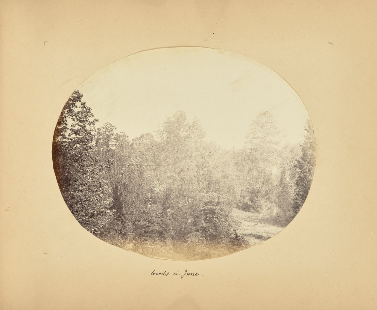 Bosques en junio de Alfred Booth