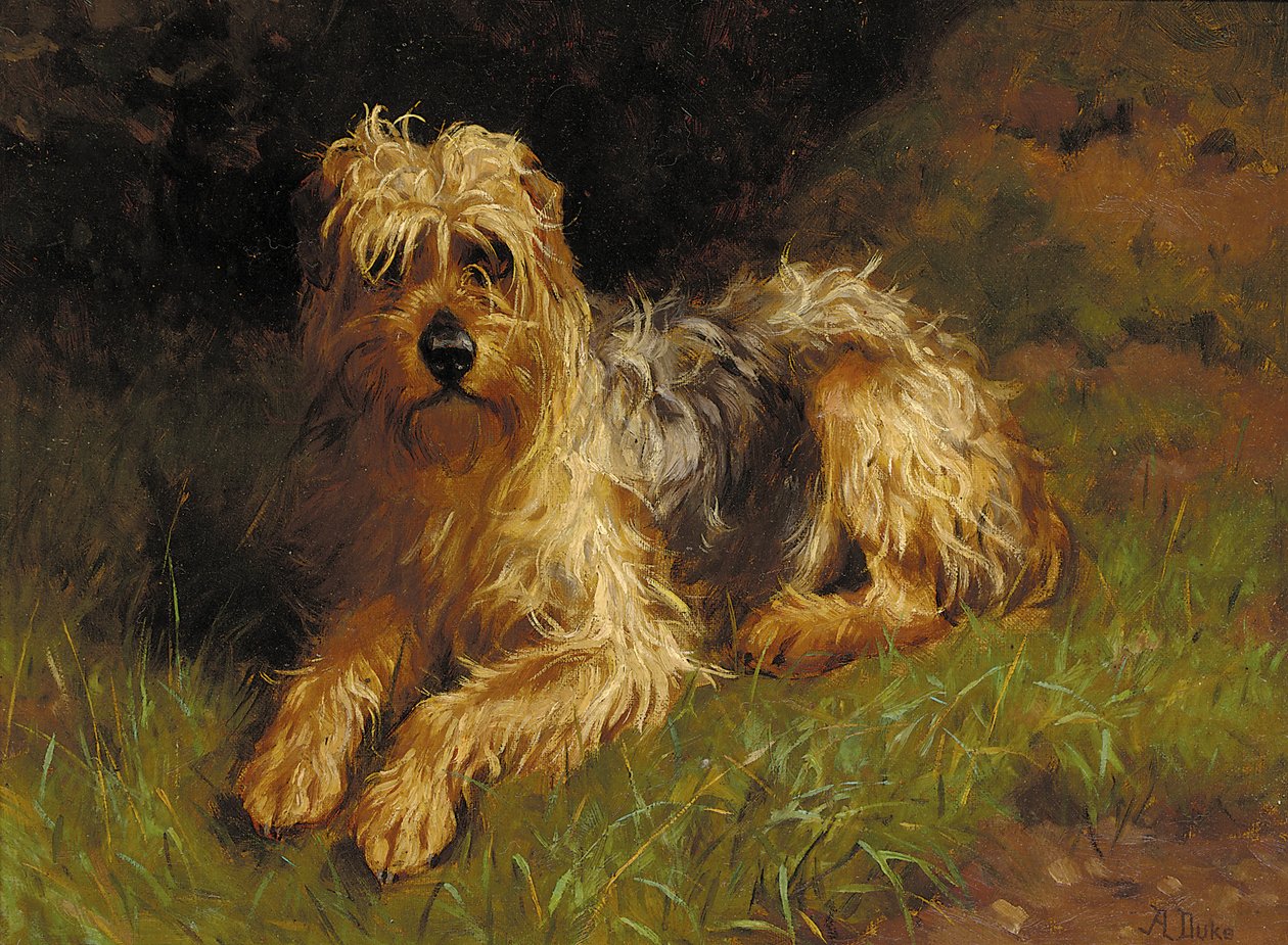 Terrier de trigo de pelo suave de Alfred Duke