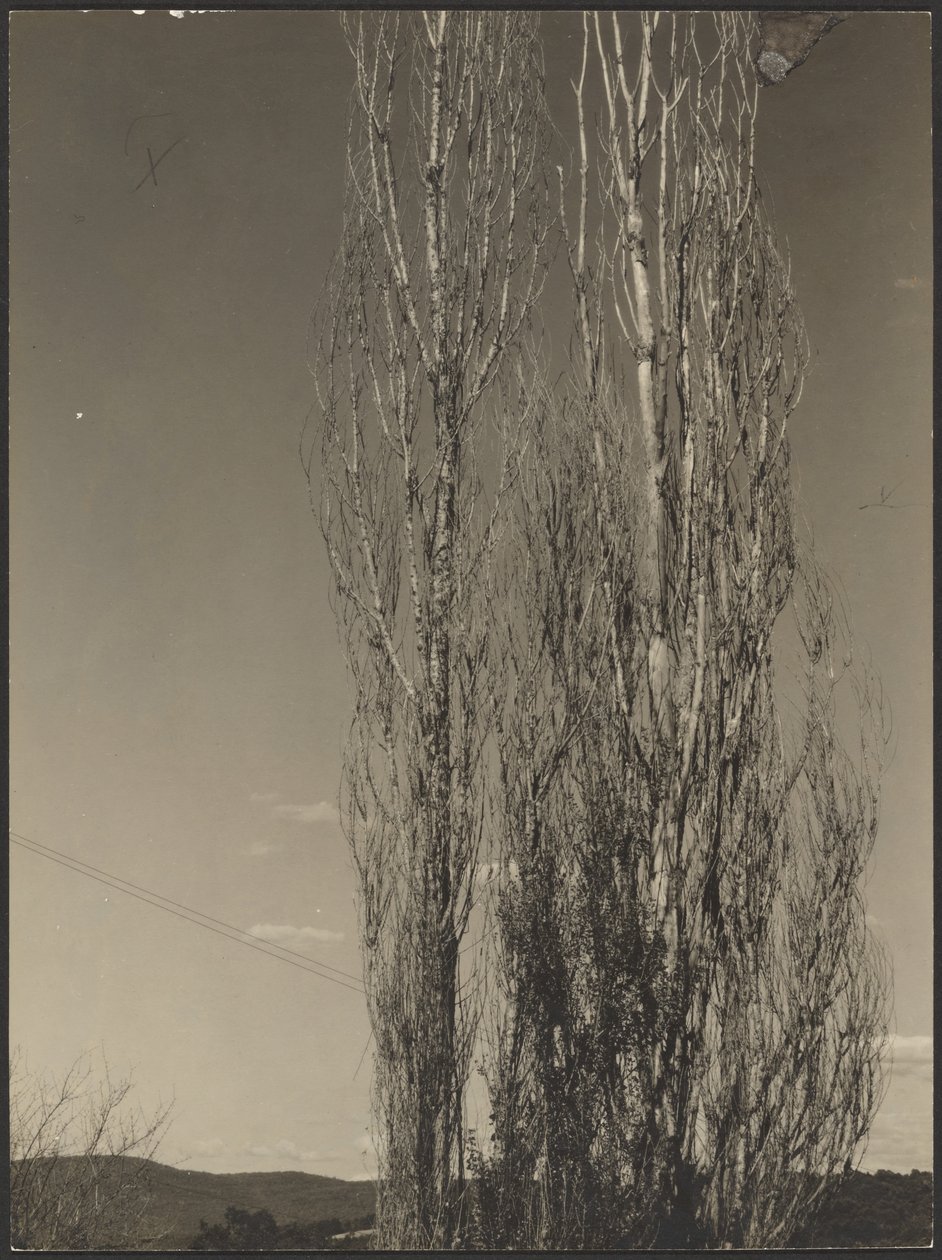 [Álamos moribundos, Lago George] de Alfred Stieglitz