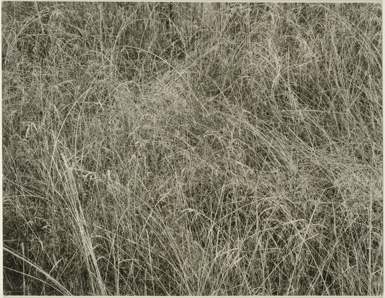 Hierba de Alfred Stieglitz