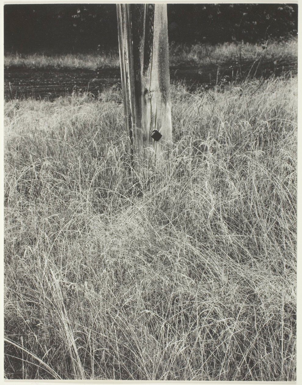 Hierba y asta de bandera de Alfred Stieglitz