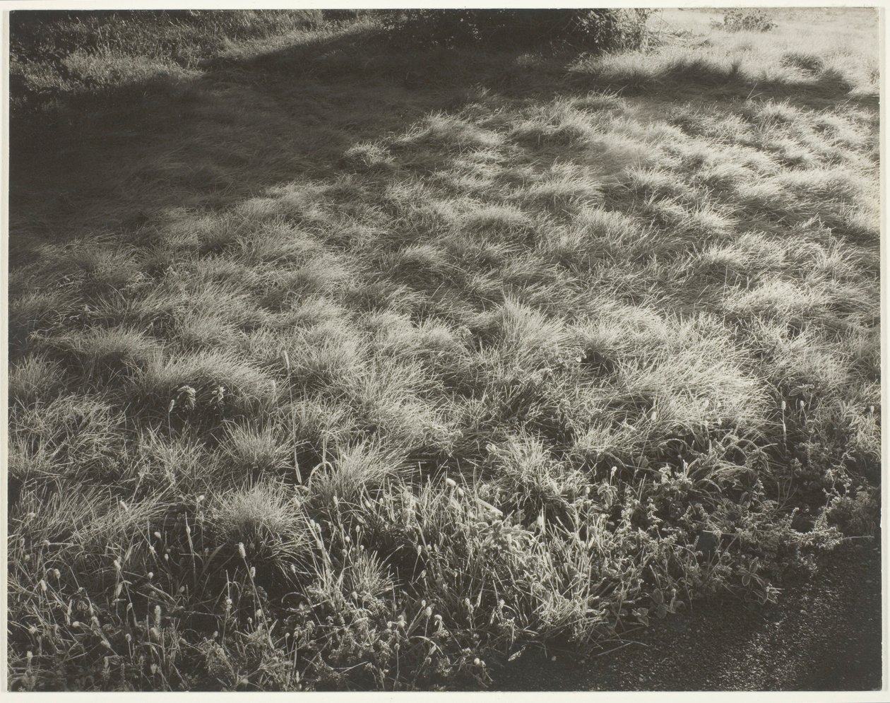 Hierba y escarcha de Alfred Stieglitz