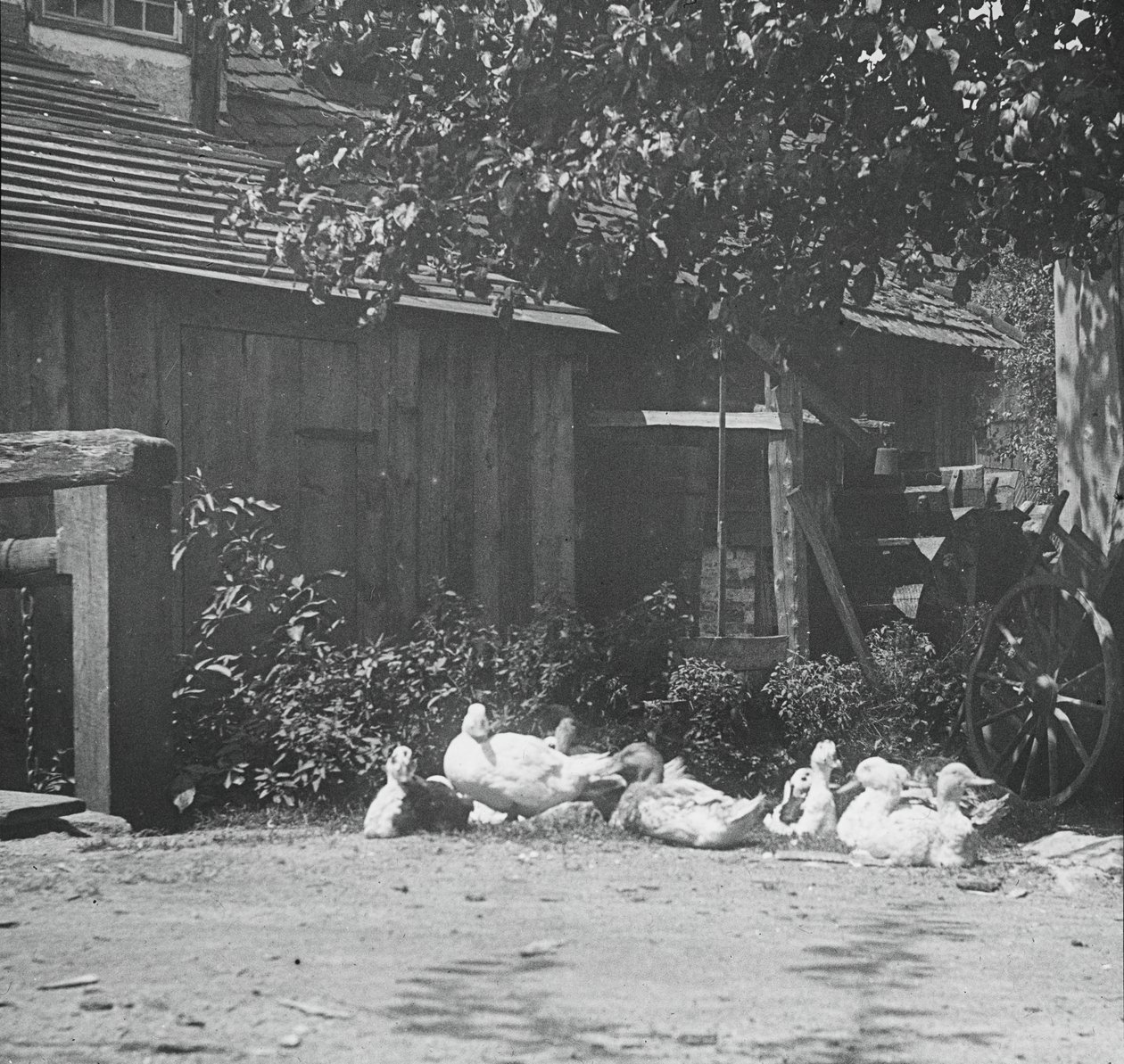 Gutach de Alfred Stieglitz
