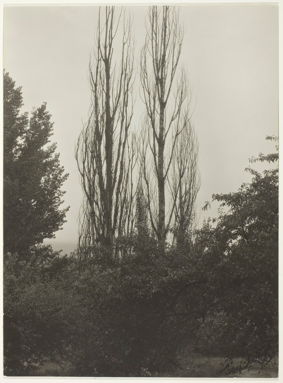 Álamos - Lago George de Alfred Stieglitz