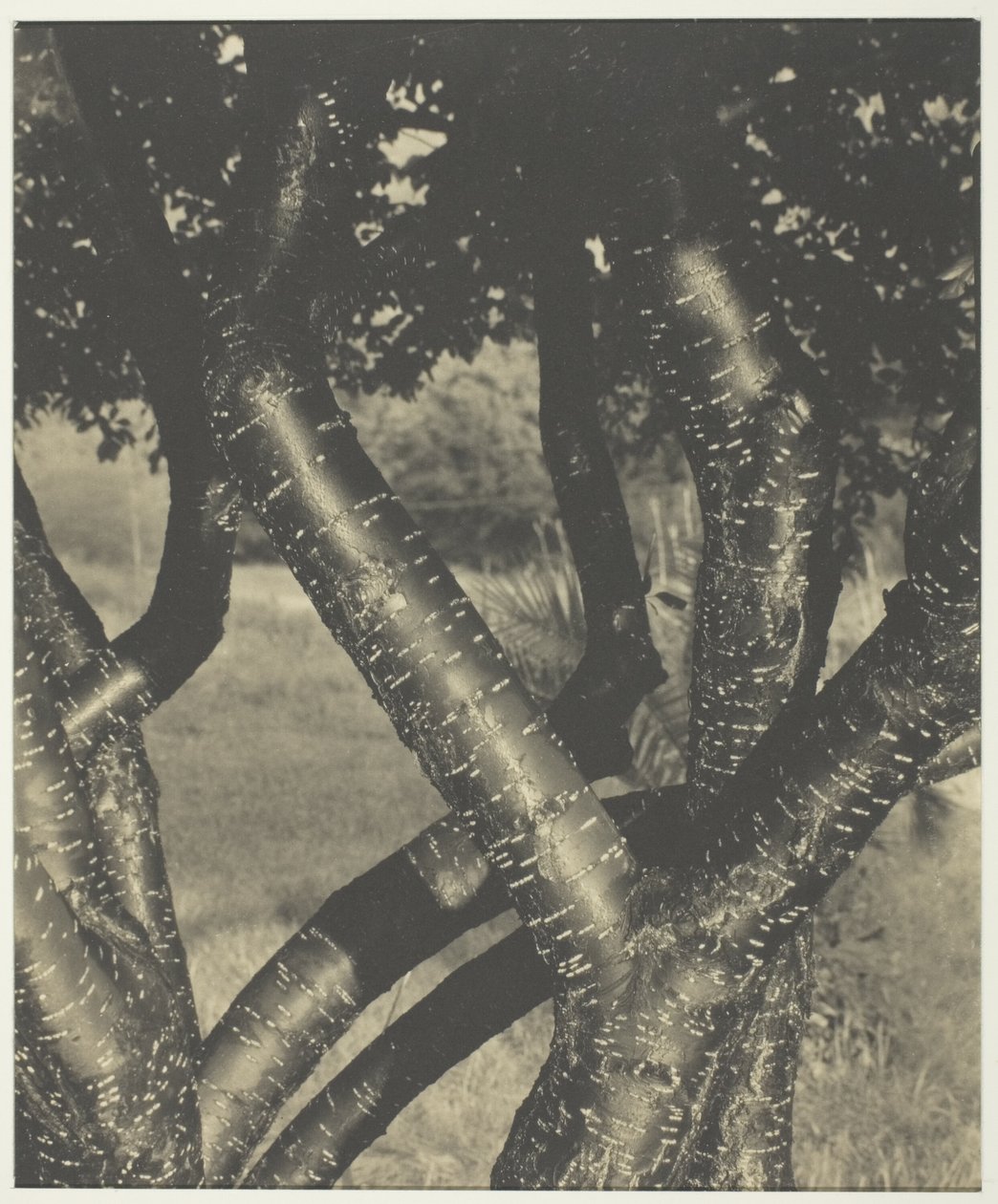 Los árboles bailarines de Alfred Stieglitz
