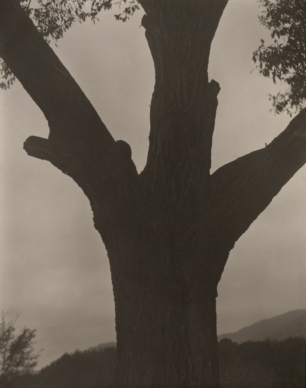 El castaño moribundo de Alfred Stieglitz