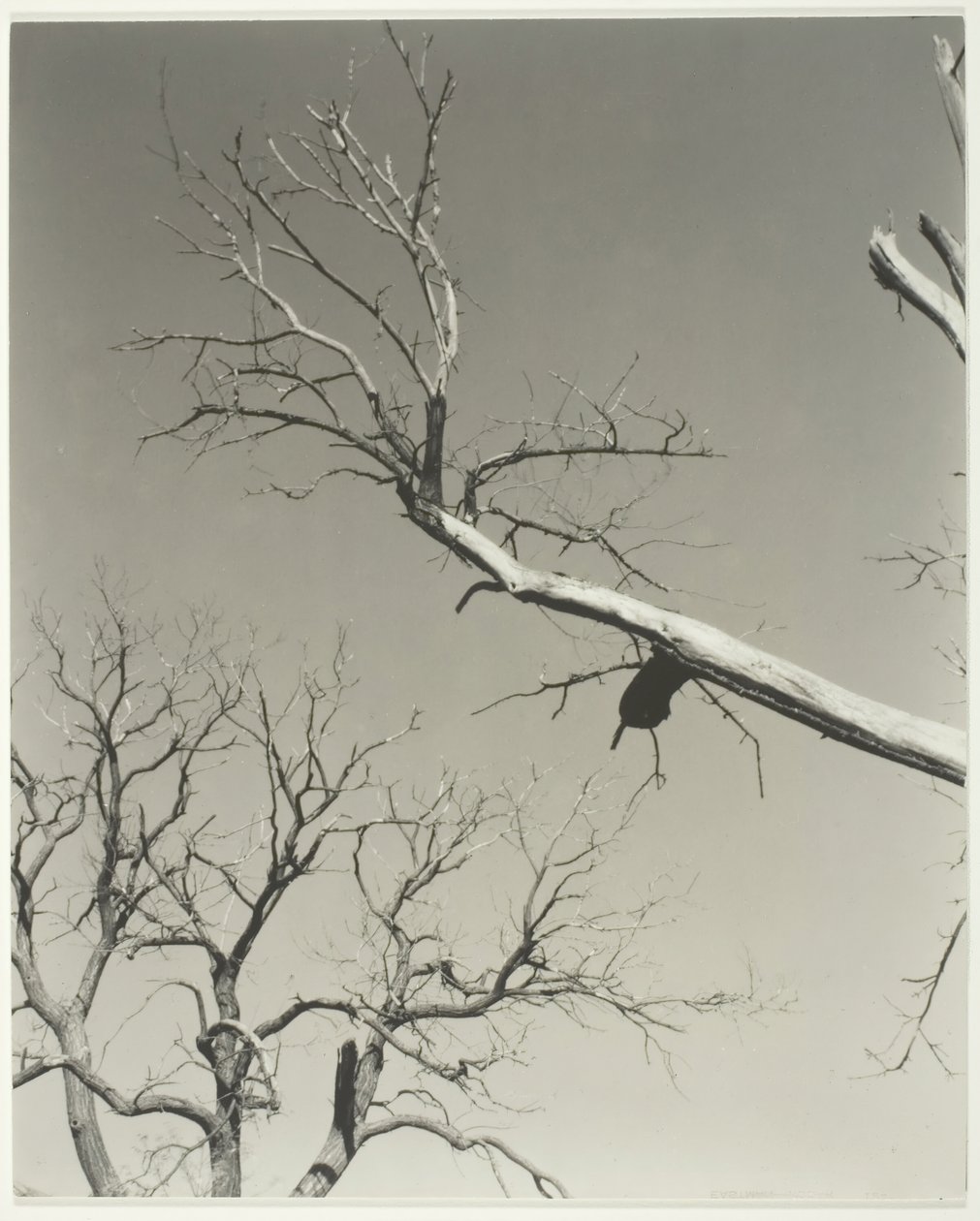 El castaño moribundo—Mi maestro, 1927 de Alfred Stieglitz