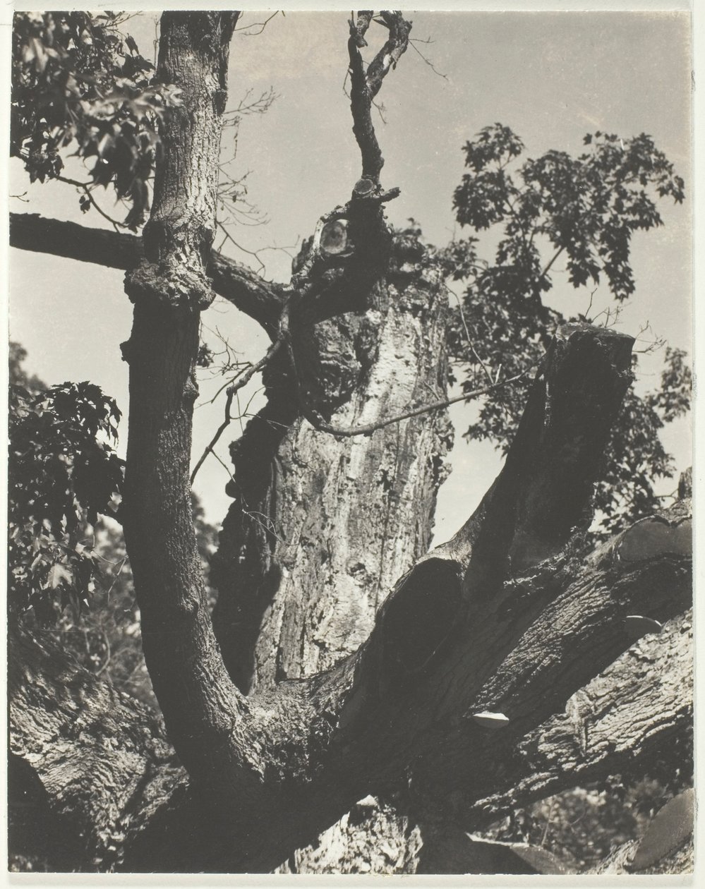 El viejo arce—Lago George de Alfred Stieglitz